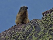 72 Marmotta in osservazione